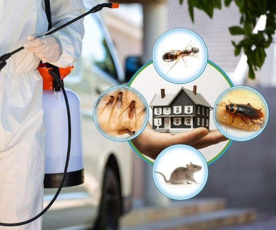 Pest control services in dubai